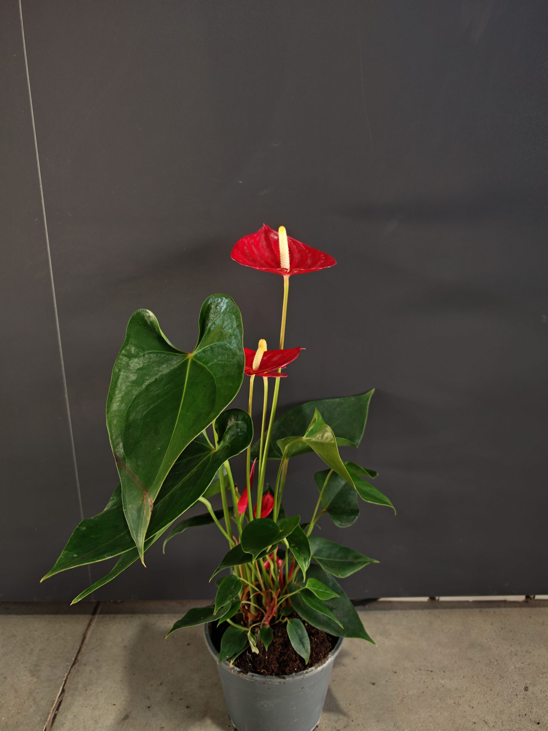 Anthurium Madural 17/60