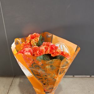 Begonia el. Mix 13/35