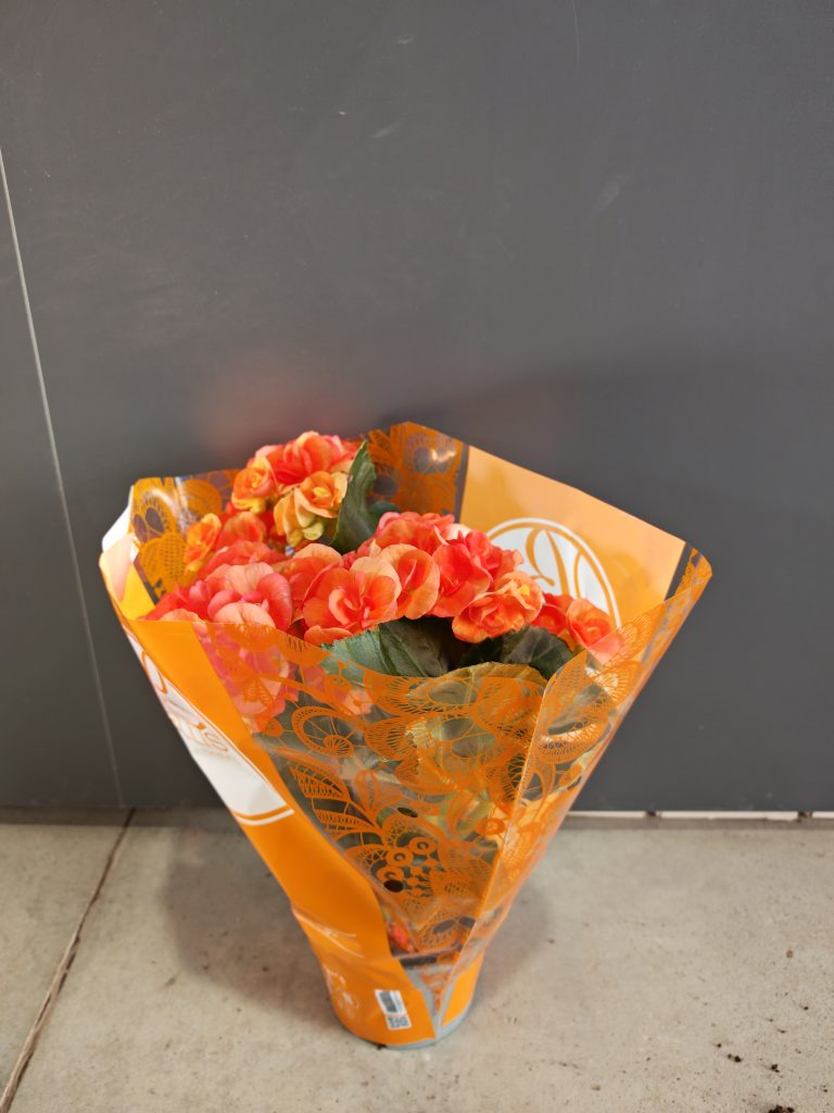 Begonia el. Mix 13/35