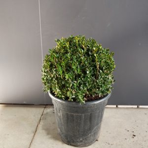 BUXUS 23