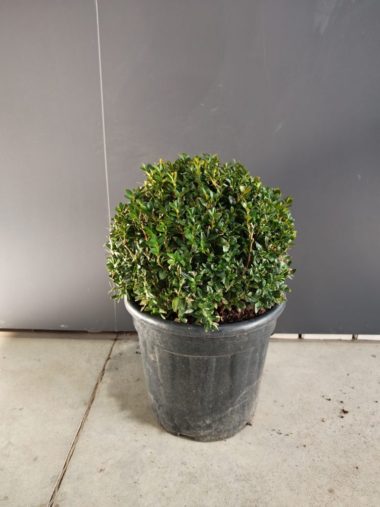 BUXUS 23