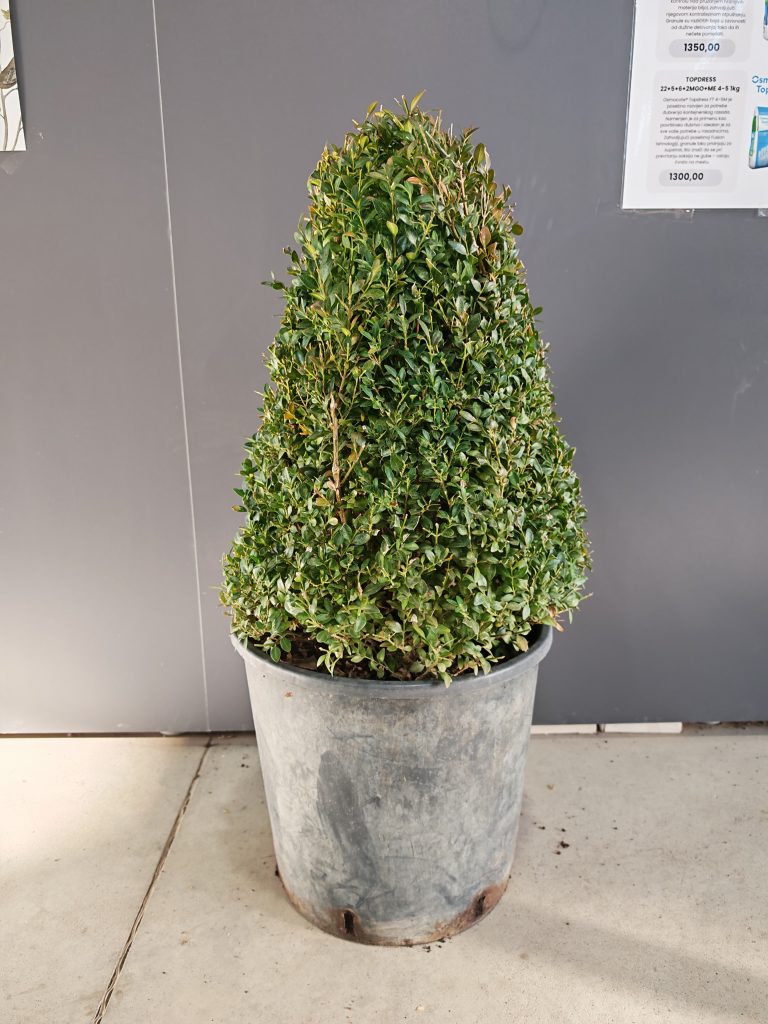 BUXUS 29