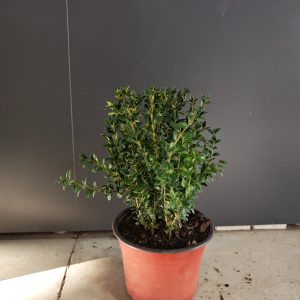 Buxus semp. f13