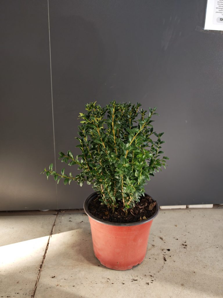 Buxus semp. f13