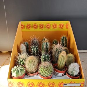 CACTUS MIX 6.5