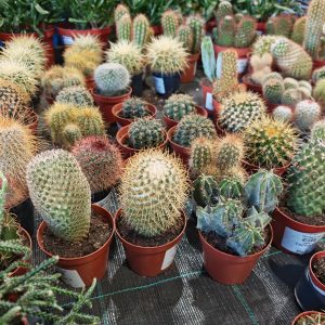 Cactus - Kaktus mix f5