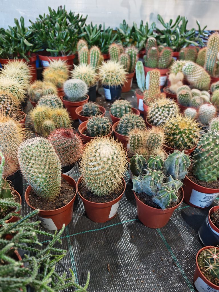 Cactus – Kaktus mix f5