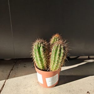 Cactus mix 10