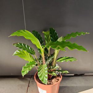 CALATHEA MIXED