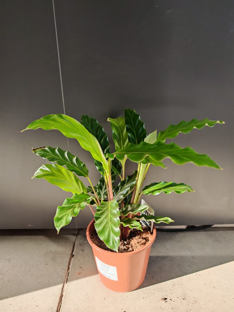 CALATHEA MIXED