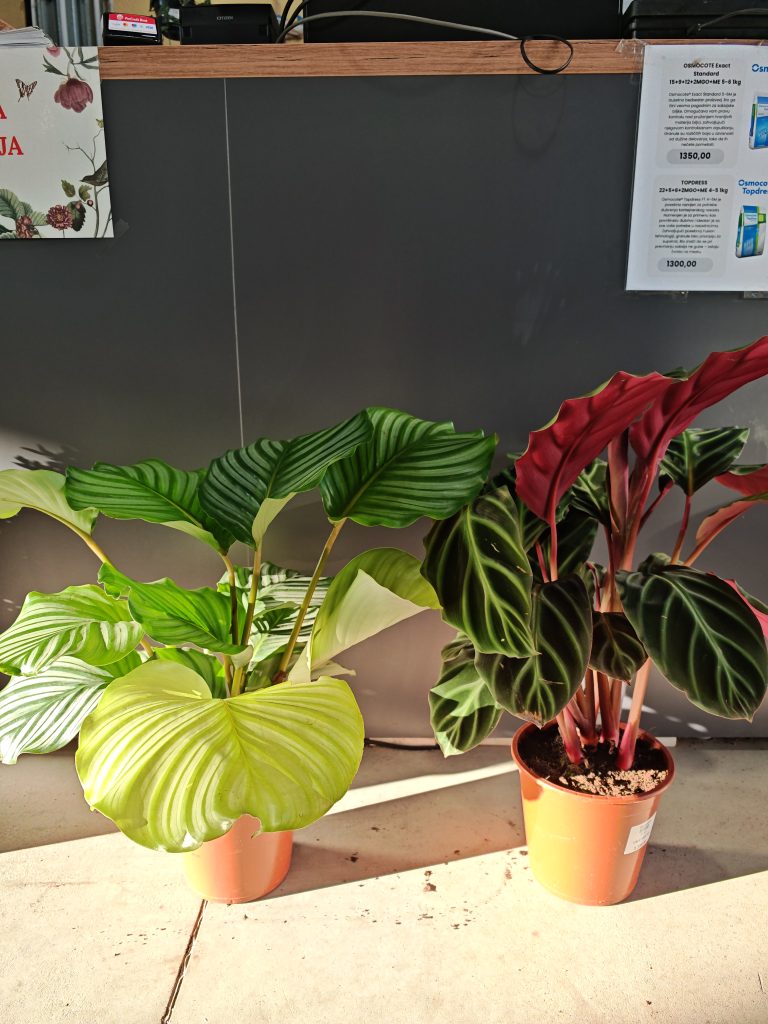 CALATHEA MIX
