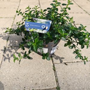 CEANOTHUS THYRSIFORUS