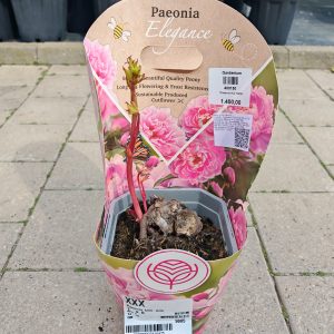 Paeonia mix 19/35