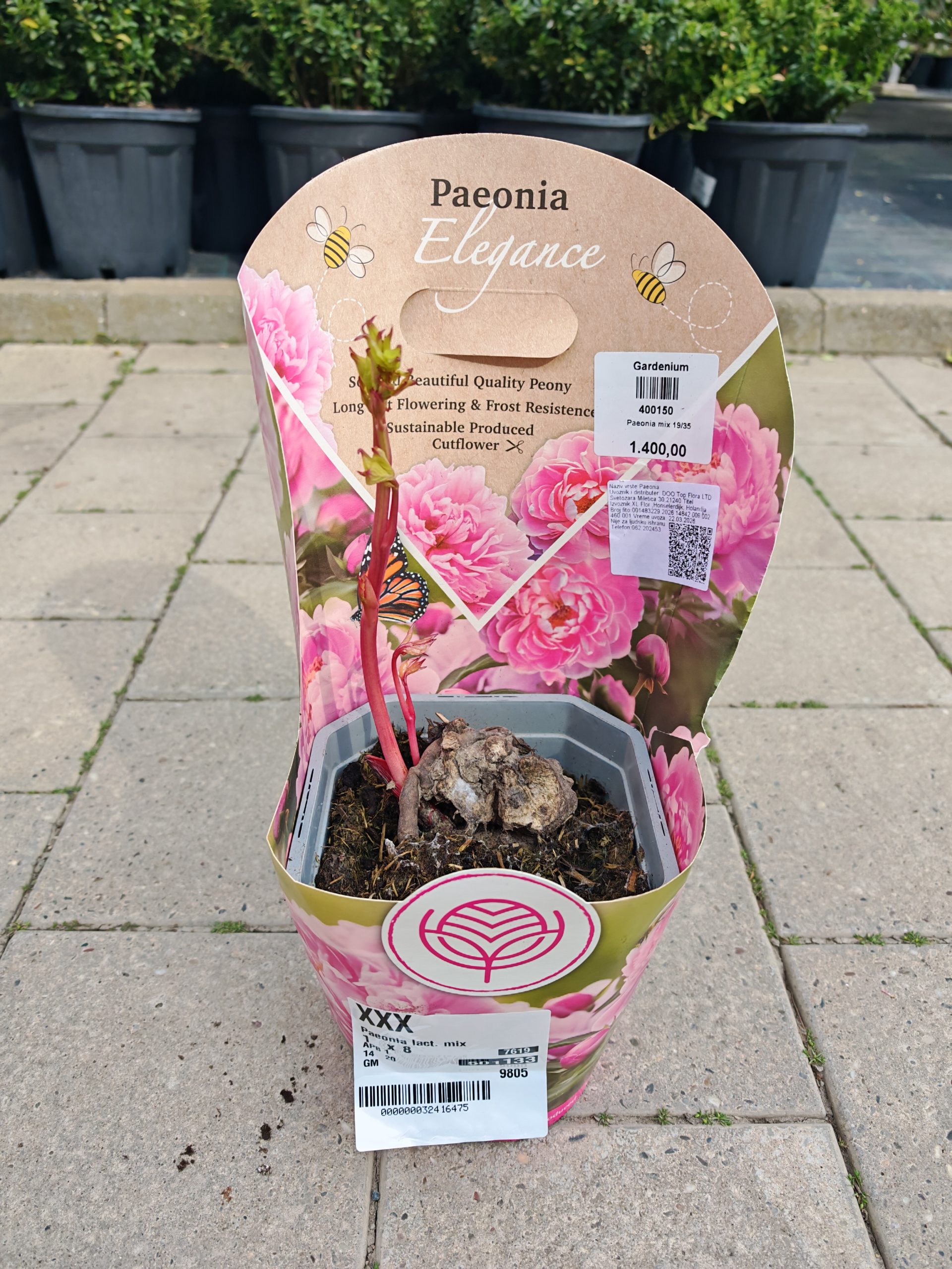 Paeonia mix 19/35