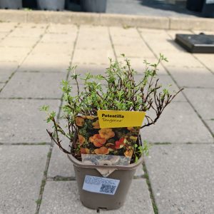 POTENTILLA FRUT