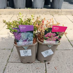 SPIRAEA JAPONICA