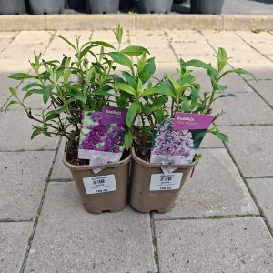 BUDDLEJA DAVIDII