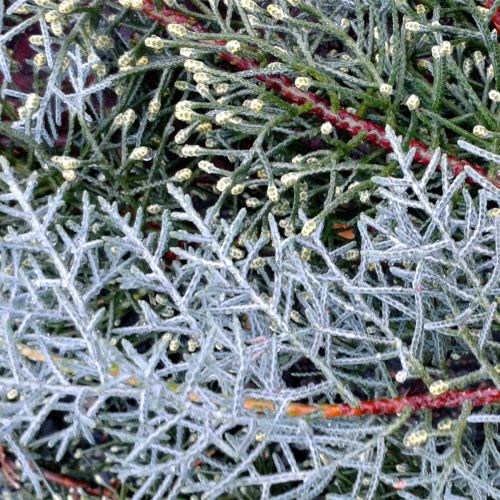Cupressus arizonica 'Fastigiata' LV 9 Mini Alberetto - Слика 2