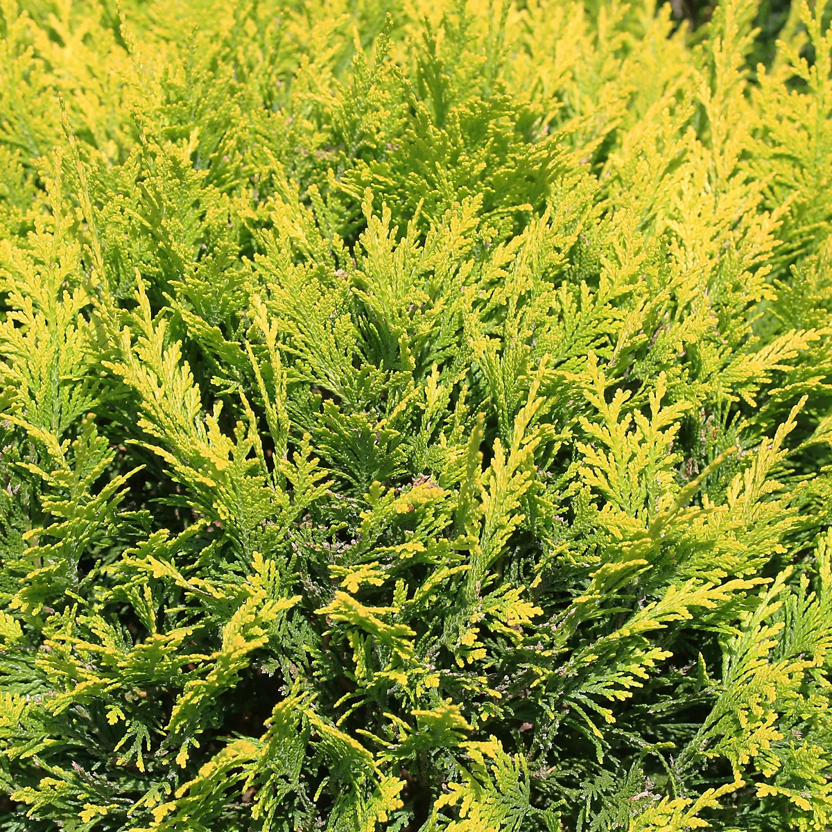 Cupressocyparis leylandii 'Castlewellan Gold - Слика 2