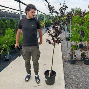 LAGERSTROEMIA. BLACK DIAMOND [R]BEST RED - Lagerstremija Black Diamond Best Red