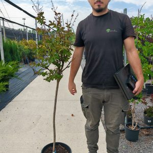 LAGERSTROEMIA .INDICA PURPLE STAR [R]) CLT. 15 HALF STANDARD - Lagerstremija Purple Star