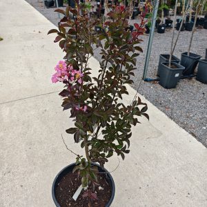 LAGERSTROEMIA INDICA var - Lagerstremija (indijski jorgovan)