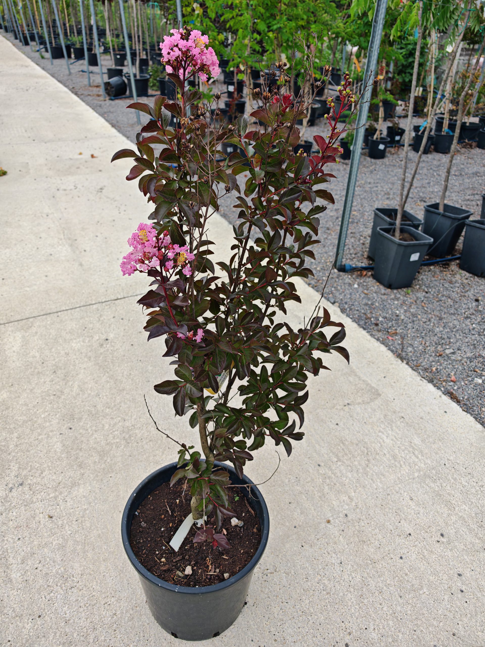 LAGERSTROEMIA INDICA var - Lagerstremija (indijski jorgovan)