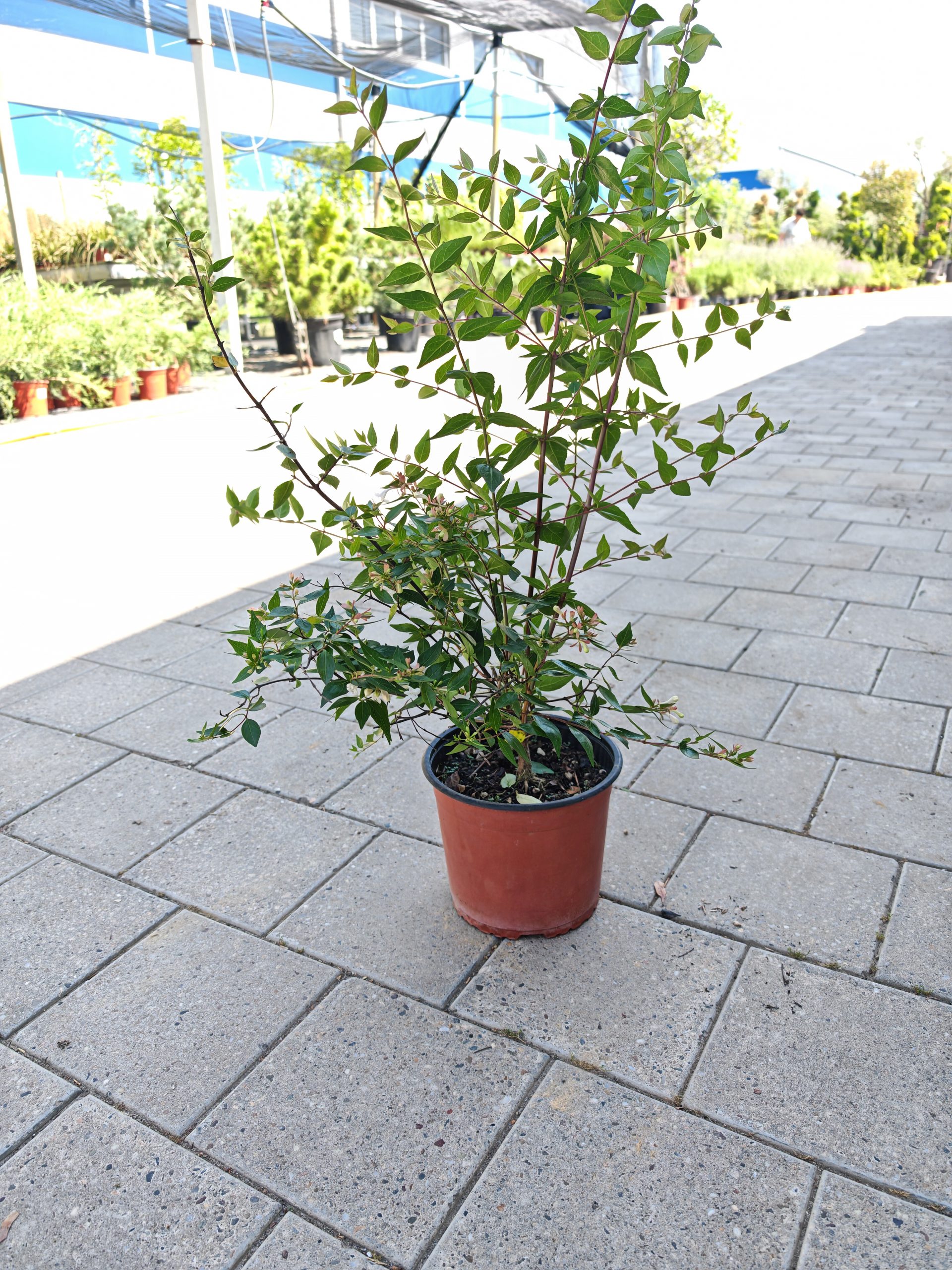 ABELIJA GRANDIFLORA CLT. 3