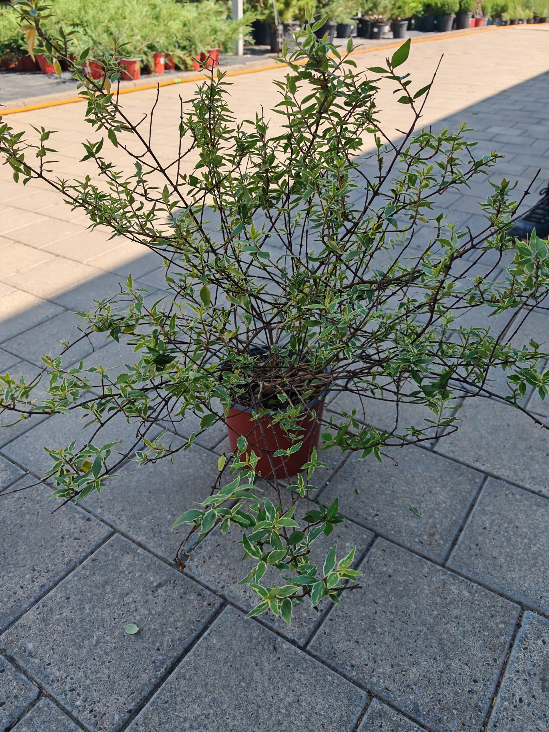 ABELIA GRANDIFLORA LUCKY LOTS (R) CLT. 3 - Abelija grandiflora Lucky Lots