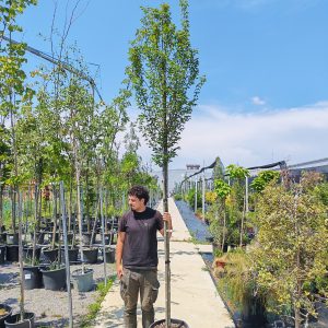 CARPINUS BETULUS ORANGE RETZ (R) CLT. 35 10/12 STANDARD - Grab Orange Retz