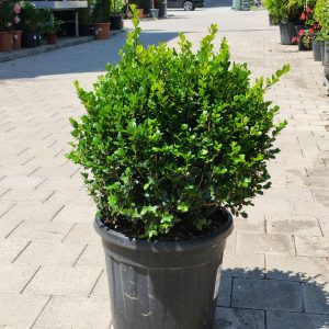 BUXUS MICROPHYLLA FAULKNER CLT. 20 PALLA - Šimšir Faulkner (lopta)