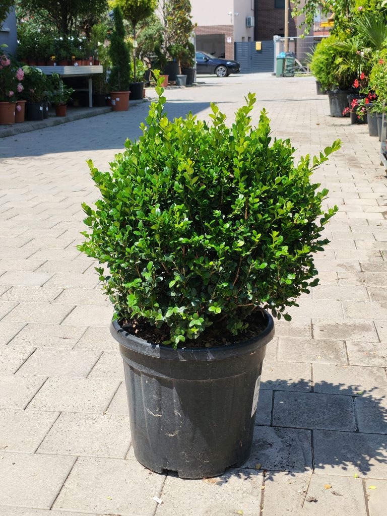BUXUS MICROPHYLLA FAULKNER CLT. 20 PALLA – Šimšir Faulkner (lopta)