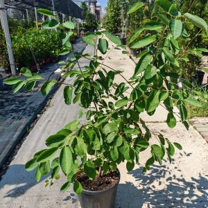 AMELANCHIER CANADENSIS [LAMARCKII] CLT. 10 - Amelanhijer (kanadski) Lamarckii