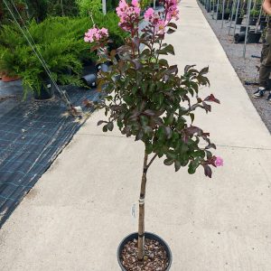 LAGERSTROEMIA. INDICA PINK VELOUR [R] LV 9 MINI ALBERETTO) - Lagerstremija Pink Velour