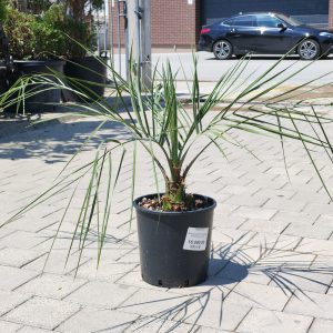 BUTIA CAPITATA (COCOS AUSTRALIS) LV 18 - Butija (zele palma) Capitata