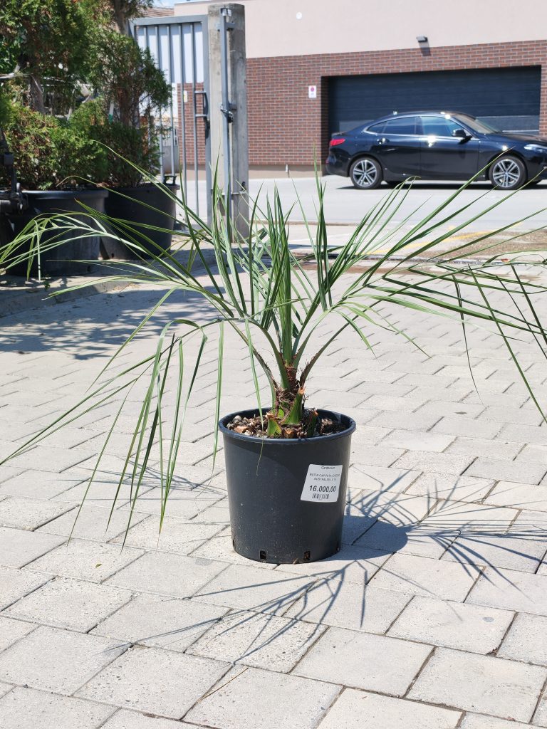 BUTIA CAPITATA (COCOS AUSTRALIS) LV 18 – Butija (zele palma) Capitata