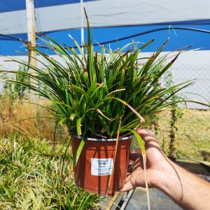 CAREX MORROWII IRISH GREEN CLT. 3 - Šaš Irish Green