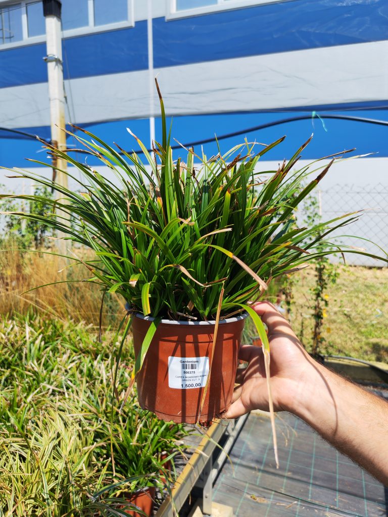 CAREX MORROWII IRISH GREEN CLT. 3 – Šaš Irish Green