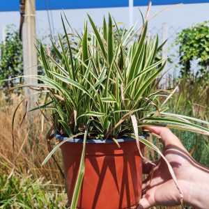 CAREX MORROWII VANILLA ICE (R) CLT. 3 - Šaš Vanilla Ice