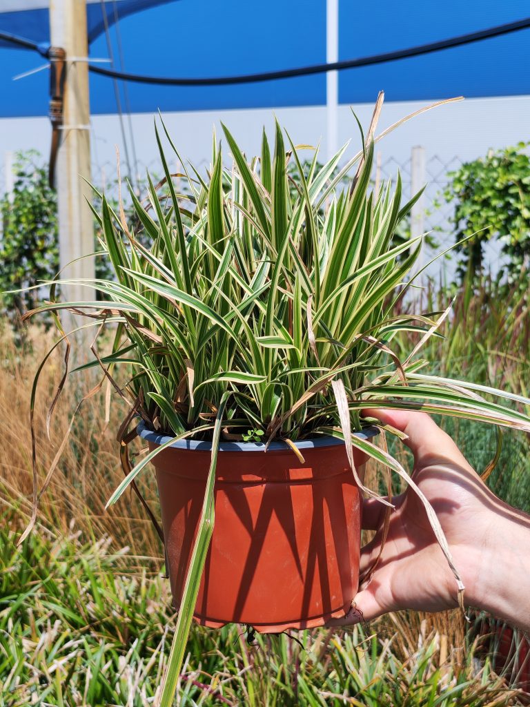 CAREX MORROWII VANILLA ICE (R) CLT. 3 – Šaš Vanilla Ice