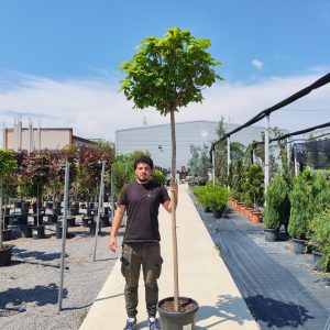 CATALPA BUNGEI (BIGNONIOIDES NANA) CLT. 35 12/14 ALTO FUSTO - Katalpa Bungei (loptasta)