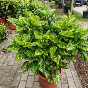 AUCUBA JAP.CROTONIFOLIA GOLD - Aukuba Japanska Crotonifolia Gold
