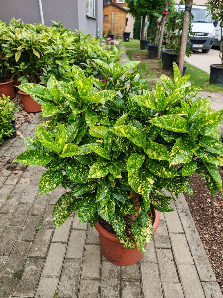 AUCUBA JAP.CROTONIFOLIA GOLD – Aukuba Japanska Crotonifolia Gold