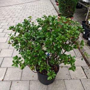 AZALEA JAPONICA DOROTHY HAYDEN CLT. 7 - Azaleja Japanska Dorothy Hayden