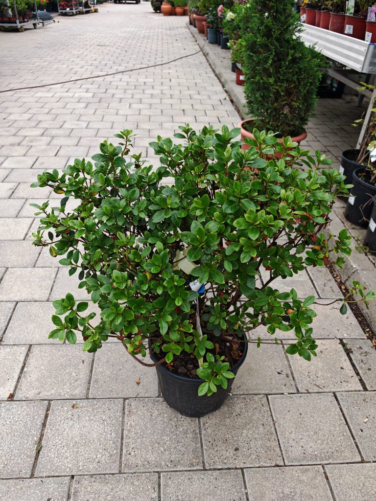 AZALEA JAPONICA DOROTHY HAYDEN CLT. 7 – Azaleja Japanska Dorothy Hayden