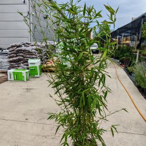 BAMBUSA (PHYLLOSTACHYS) AUREA CLT. 10 - Bambus zlatni (Phyllostachys aurea)