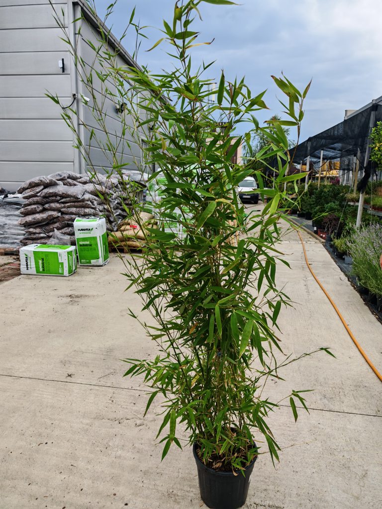 BAMBUSA (PHYLLOSTACHYS) AUREA CLT. 10 – Bambus zlatni (Phyllostachys aurea)