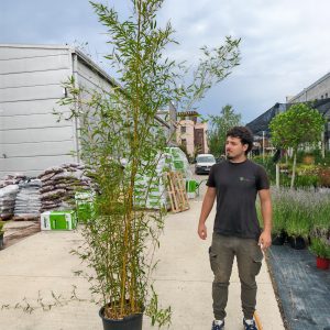 BAMBUSA AUREOSULCATA SPECTABILIS CLT. 18 200/CM - Bambus Spectabilis