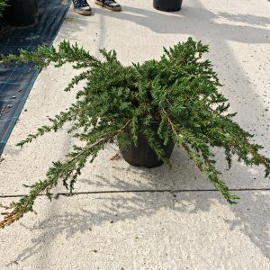 JUNIPERUS CONFERTA SCHLAGER CLT. 10 - Kleka Schlager