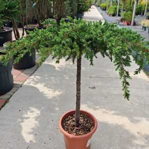 JUNIPERUS CONFERTA SCHLAGER CLT. 15 M/FUSTO [60 CM - Kleka Schlager
